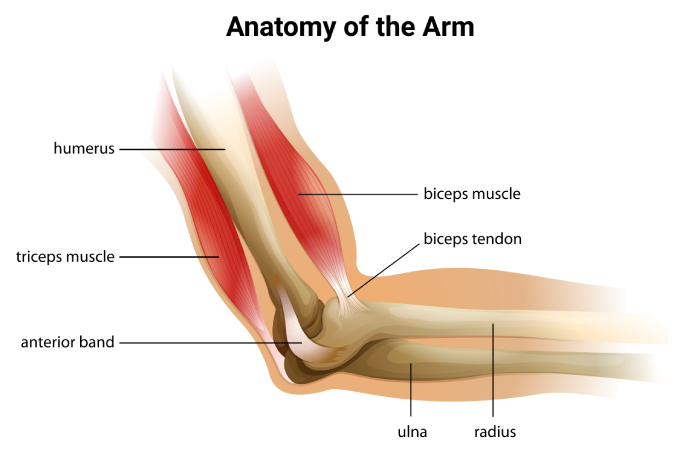 anatomy-of-the-human-elbow