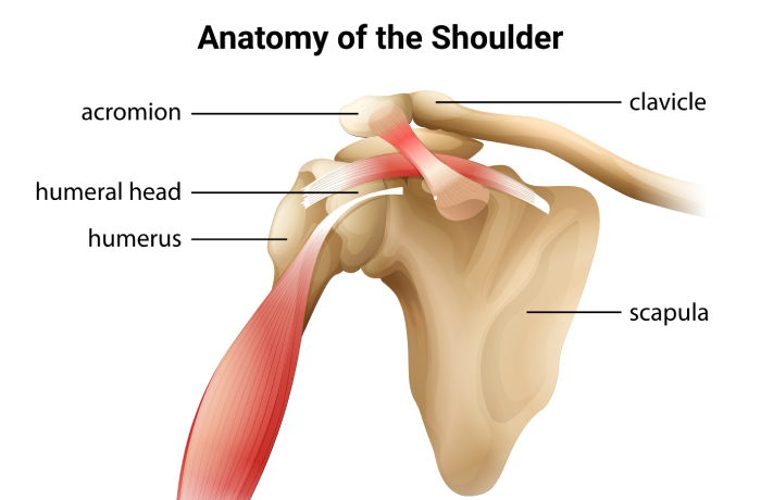 anatomy-of-the-shoulder